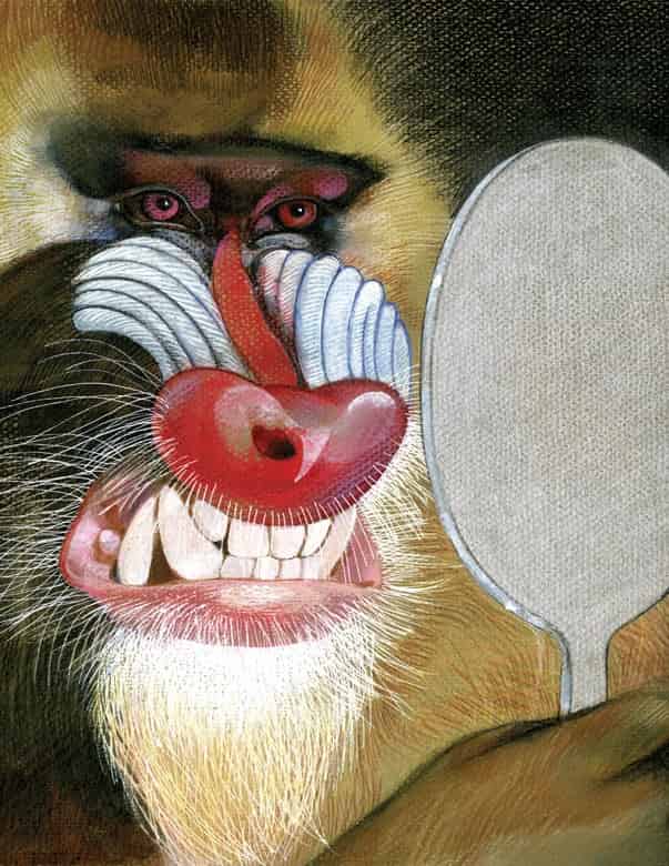 Mandrill with Mirror